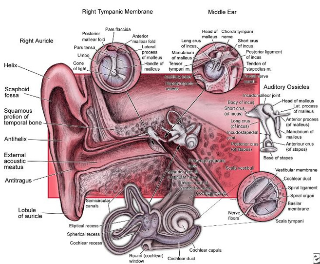 Anatomy of ear